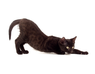 Kater.jpg