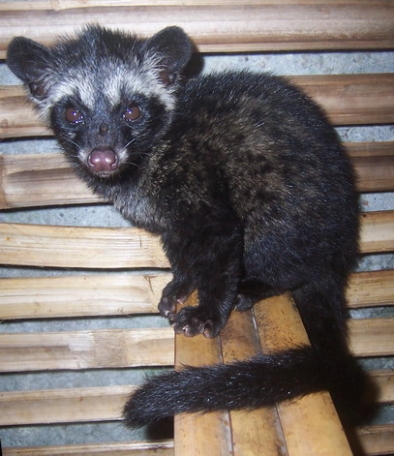 KopiLuwak2.jpg