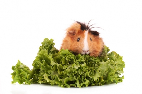 Salat-essen.jpg